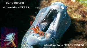 03-1 Drach Peres.jpg